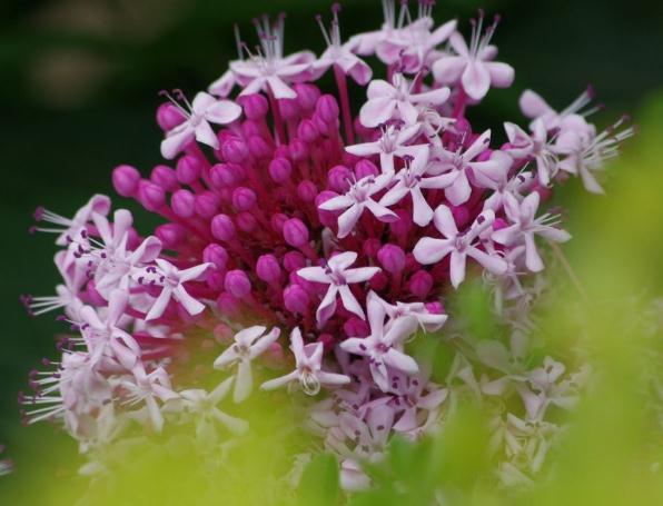 6月养龙船花 记得 避避暑 叶片绿 花儿红 一开一个大红球