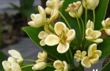 喜欢桂花的花友,知道桂花都有哪些品种?它们的