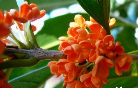 喜欢桂花的花友,知道桂花都有哪些品种?它们的