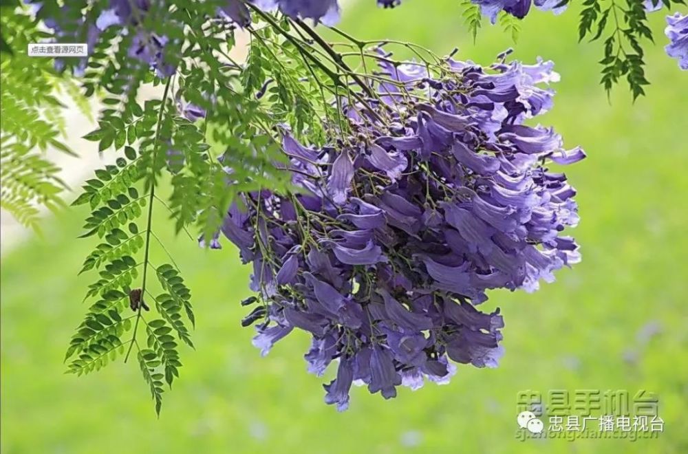 快看,藍花楹開了,那一抹抹藍紫色是初夏的浪漫