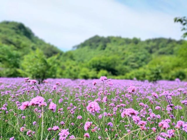 相约金兰山 许你一片浪漫紫色花海 金兰山 国家森林公园 紫霞仙子 景区 九龙潭 吴陈河