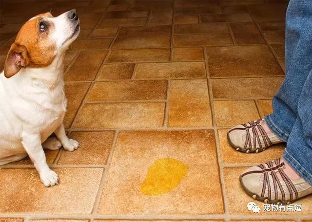 狗狗在家里乱尿,这是对主人的报复?还是狗狗异常的表现?