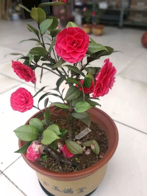 30种茶花图鉴 太美了 送给爱花的你 玉天使 提拉米苏 贝拉 玫瑰