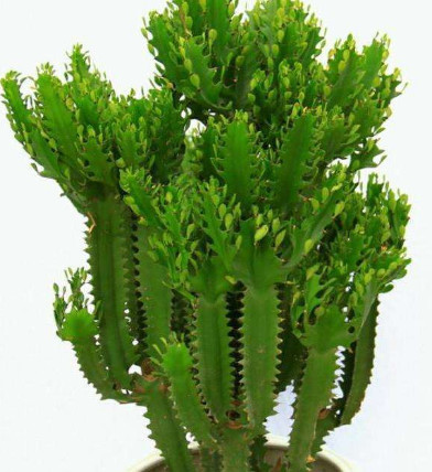 这三种花最适合阳仔客厅,风水好寓意好,关键耐看好养