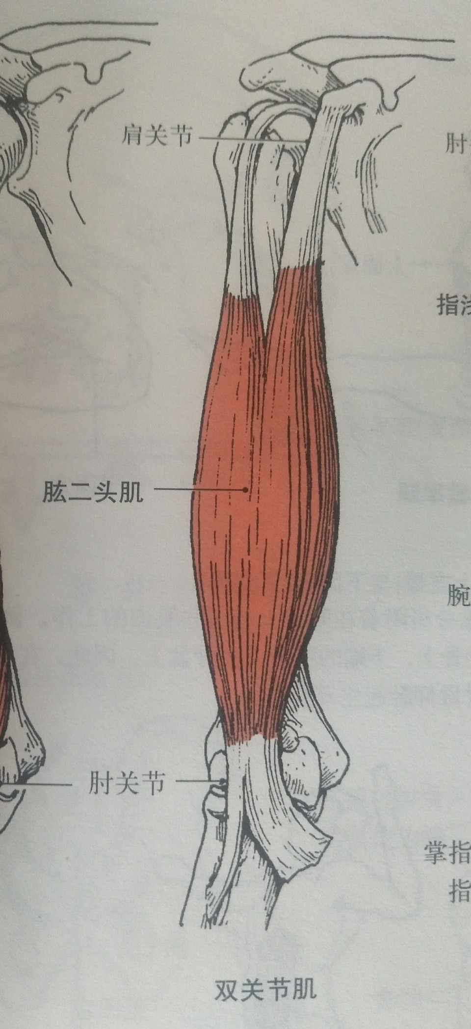 肱二头肌在哪 腾讯网