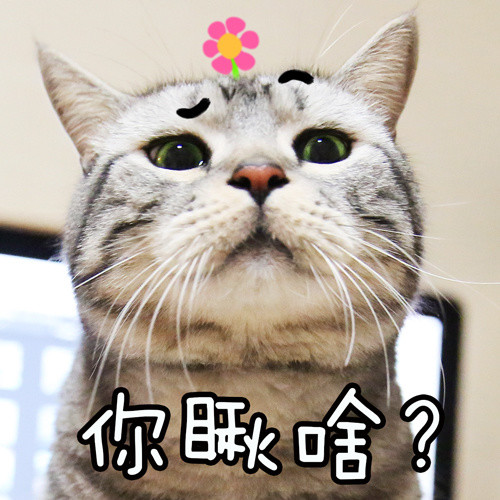 萌贱猫咪喵星人表情包收藏