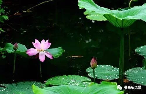 刘辰翁|22幅极美的雨荷图，太美啦！