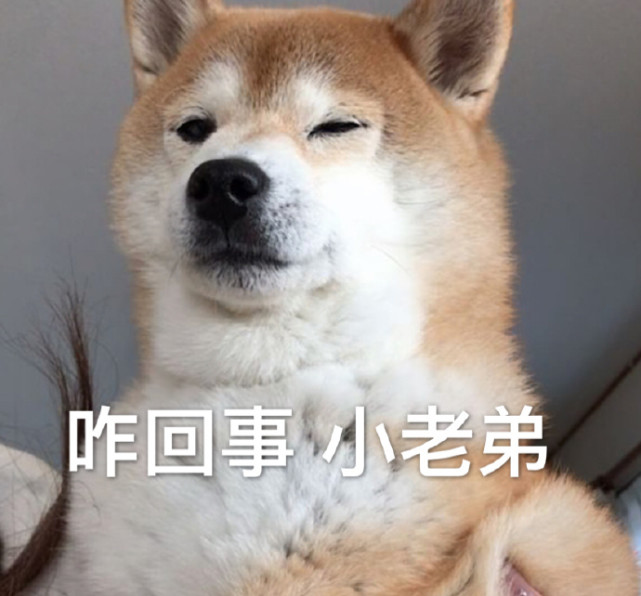 热门爆笑斗图可爱萌宠表情包:绝交5分钟,奶凶