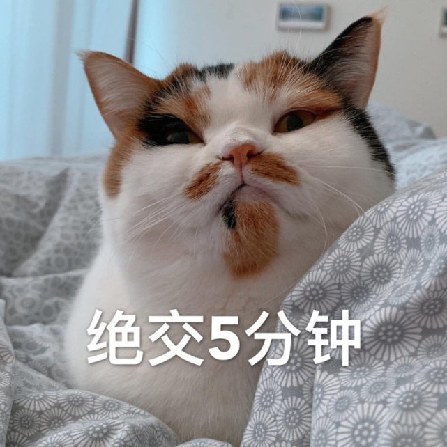热门爆笑斗图可爱萌宠表情包:绝交5分钟,奶凶