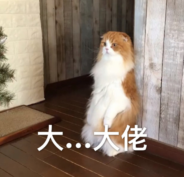 热门爆笑斗图可爱萌宠表情包:绝交5分钟,奶凶