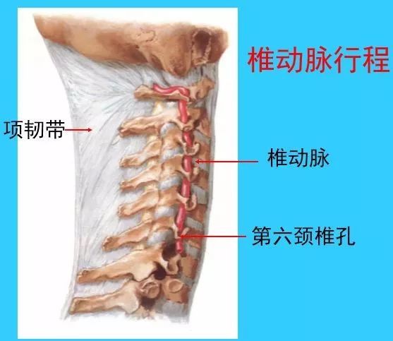 張口位形態:2,胸椎3,腰椎椎體大,棘突呈板狀向後平伸.