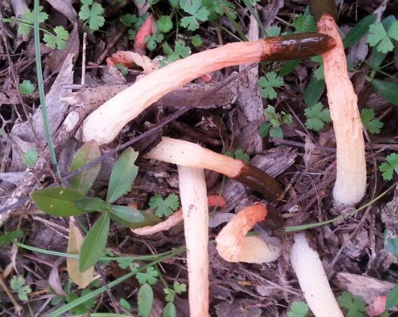 顶端长得像鸡粪,又名鸡屎菇,农村很常见,人人避而远之