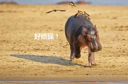 小河马忽然奔跑呐喊 鼻子耳朵上飞出一堆东西 专家解读有趣了 腾讯网