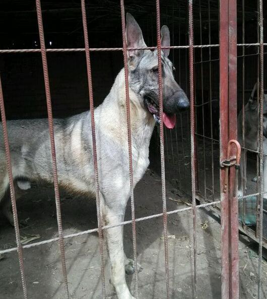 狼青犬好喂嗎幾個月的狼青好養一到三個月的狼青犬餵養方法