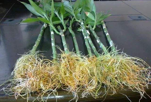 在每年9月10月养护花卉的时候,由于气温下降,植物进入快速生长期,所以