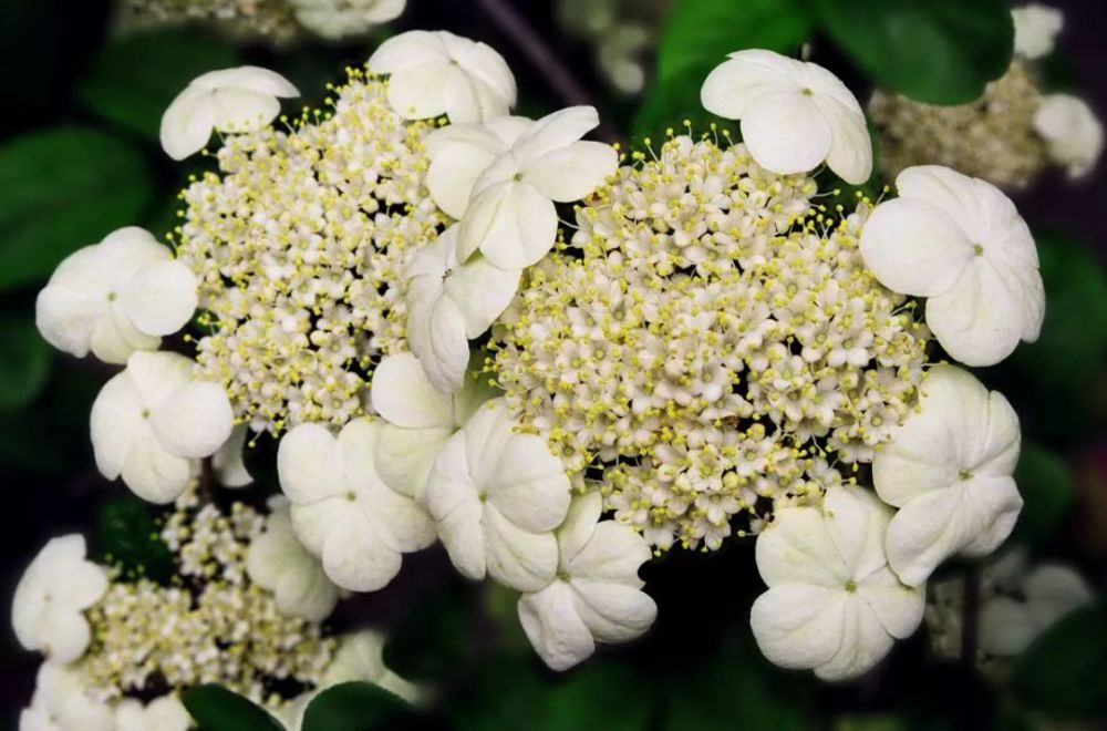 昆山的市花原来这么美……_腾讯新闻