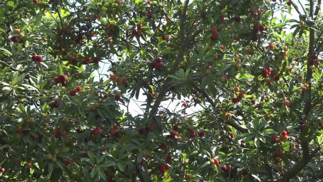 永州本地乌梅上市 市民可体验采摘乡村游