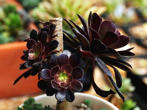 你见过 黑色 的花吗 这5种全是 十分罕见 一次看个够