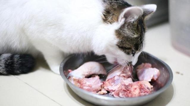 猫咪吃生骨肉常被人推崇 若不注意三点细节 那么对猫将有害无益 猫咪 铲屎官 寄生虫 猫粮