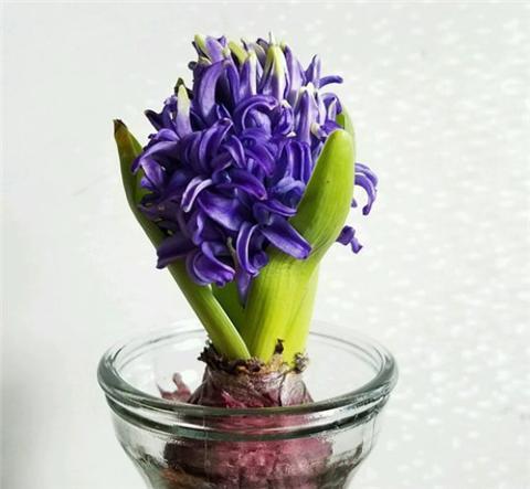 水培风信子 学会2招 冒出白根 长出花芽