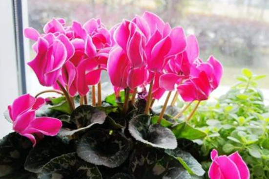 家里养什么花风水好 八种植物招财又旺宅 看完赶紧回家养起来 风水学 植物 招财