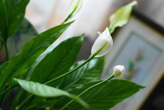 家里养什么花风水好 八种植物招财又旺宅 看完赶紧回家养起来 风水学 植物 招财