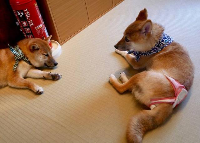 日本东京的这家豆柴咖啡厅让你吸柴犬吸个够