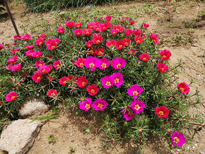 夏季最好养的花,丢土里就能活,花期长达半年,观赏性强,值得入