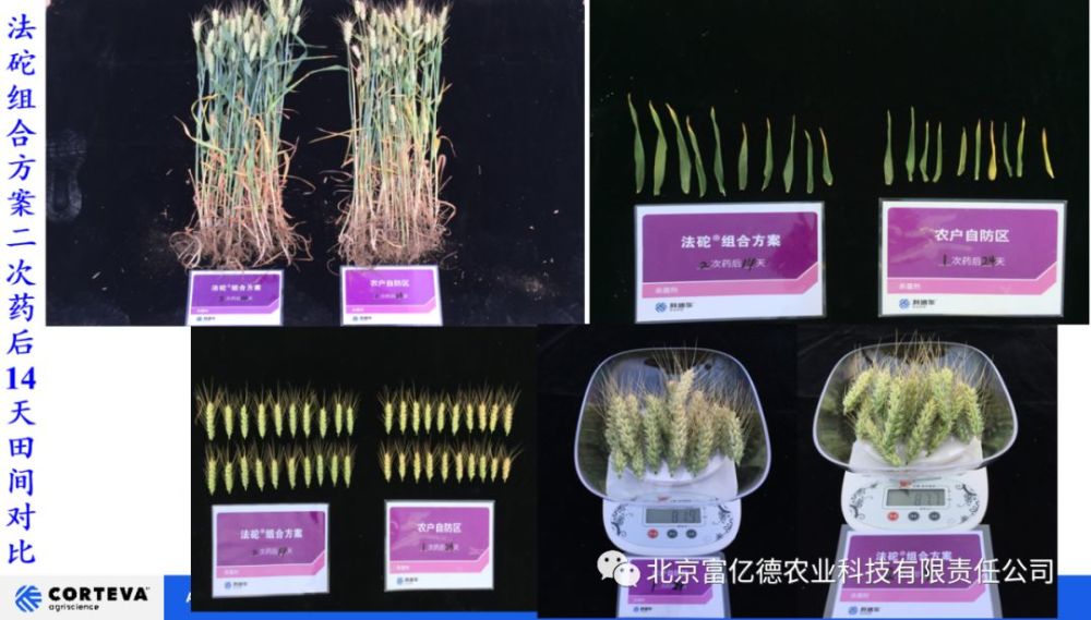 科迪华美国上市 法砣正定献礼!