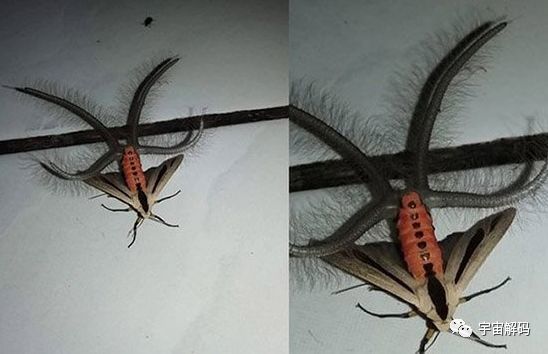 神秘昆虫腹部窜出4条绒毛触手:散发费洛蒙吸引雌性
