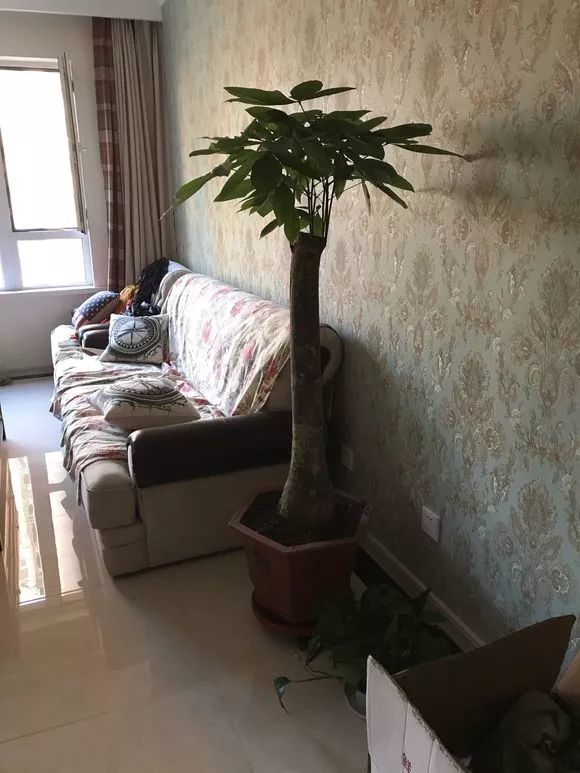 爆盆|老花匠的“秘方”，自制养花“黑水”，浇盆里1月就“爆盆”！