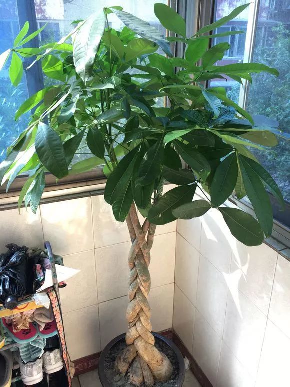 爆盆|老花匠的“秘方”，自制养花“黑水”，浇盆里1月就“爆盆”！