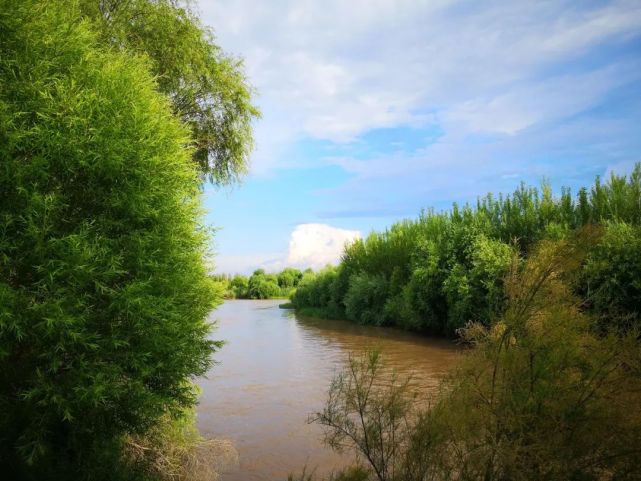 伊犁河湿地——芳草湖掠影