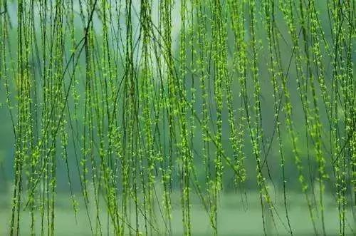 柳树的拼音 26个拼音字母