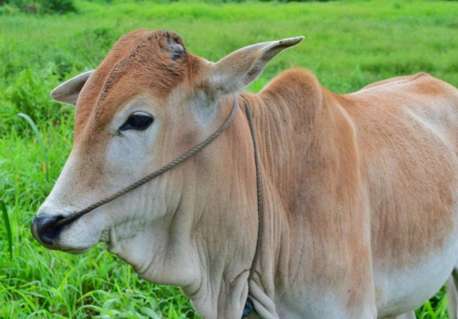 运气测试你觉得哪头牛最不听话测你的脾气有多倔