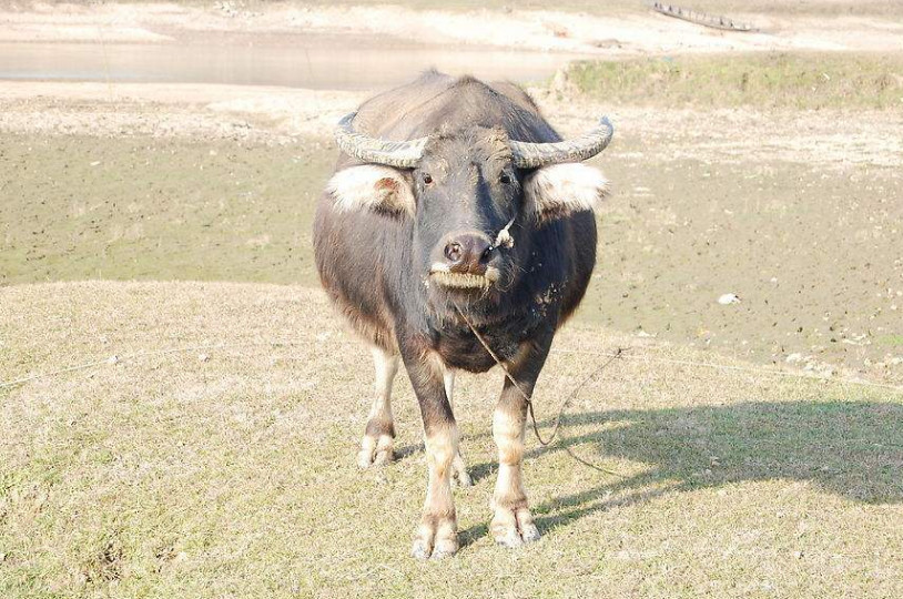 c:b:选择b选项的人,这说明你是个性格很倔强的人,可能从小就形成了