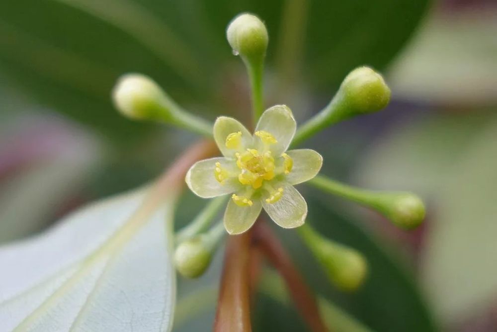 普陀樟的花特写普陀樟的果特写除了这棵千年古樟树,普陀山还有许多