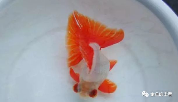 中国各地的金鱼王者 看看你的家乡盛产哪一种 腾讯新闻