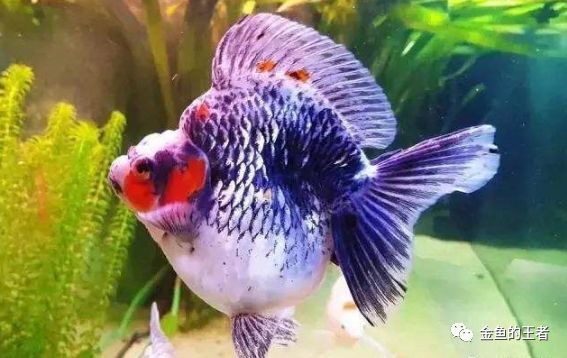 再穷也要养条它 招财运添福气 越养越旺家 腾讯新闻