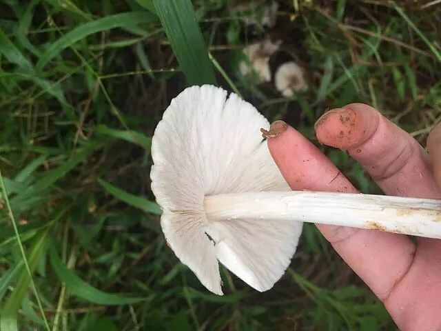 所以,"岭南菌王"那么傲娇也是有道理的 白蚁吃菌的种子,种子越长越大