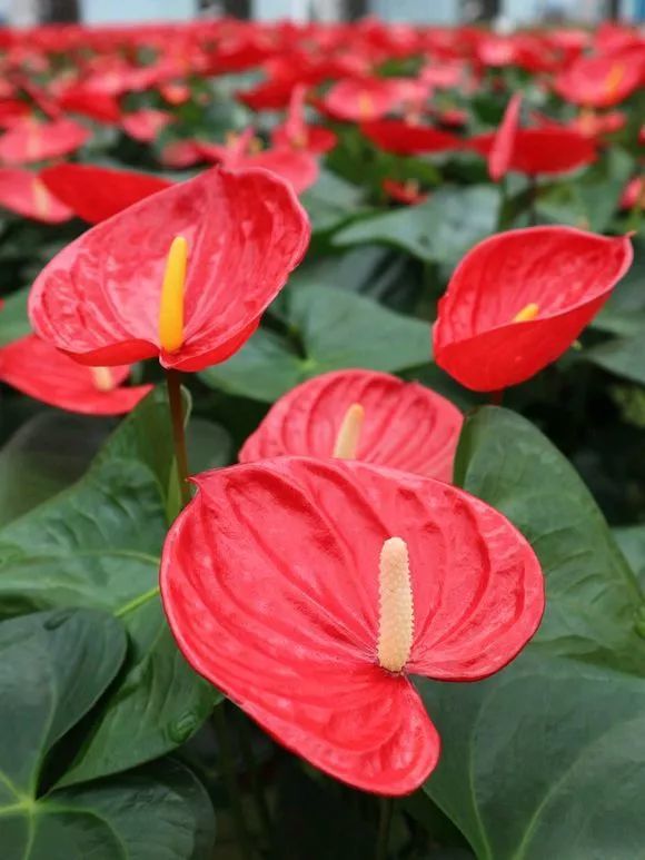 无花不成年,家里养盆"吉祥花",过年赏花,喜庆热闹!_腾讯新闻