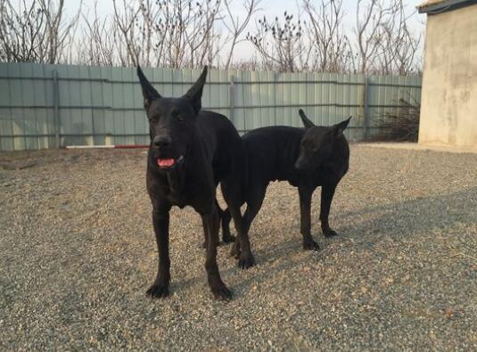 黑狼犬好不好養呢 如何正確的餵養黑狼幼犬?掌握科學的餵養黑狼是關鍵