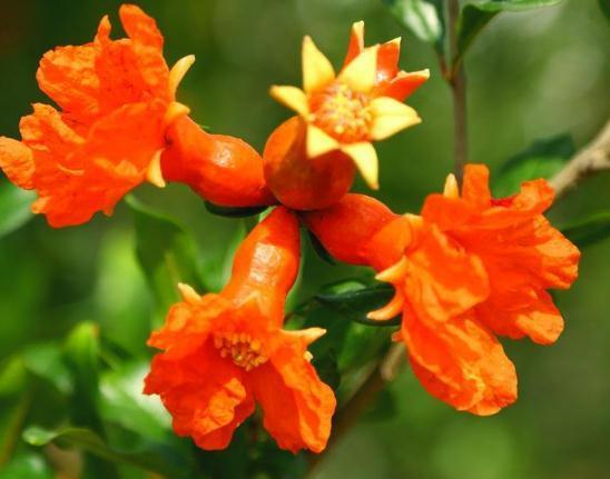 石榴花到6月 成了 大醋王 每天都得喝 花儿一开上百朵 腾讯网
