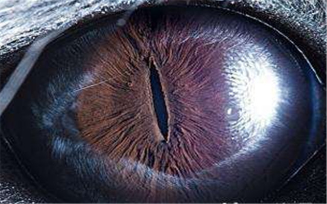 心理学:哪只眼睛是蛇眼?测你命中能拥有多少财富,我是一百万!