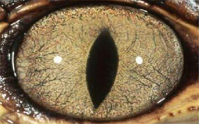 心理学:哪只眼睛是蛇眼?测你命中能拥有多少财富,我是一百万!