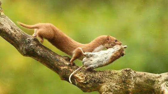 黄鼠狼,黄大仙,老鼠