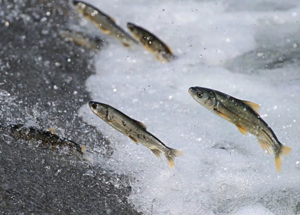 青海湖裸鲤资源蕴藏量突破10万吨