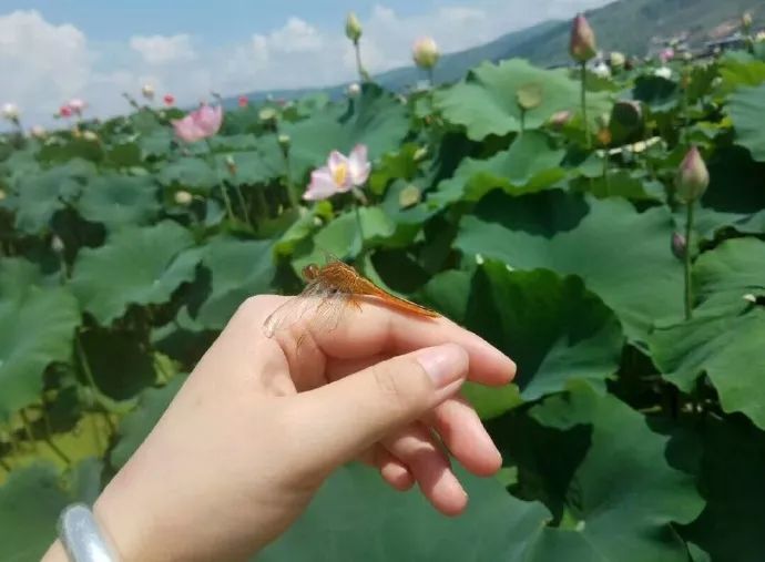 圖片來源:達娃加措 綻放的荷花 花莖聳立,一簇簇,一支支 錯落點綴於