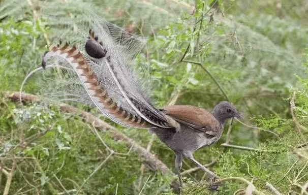 證明世界上原來真有超能力的幾種生物斷臂重生不死不滅