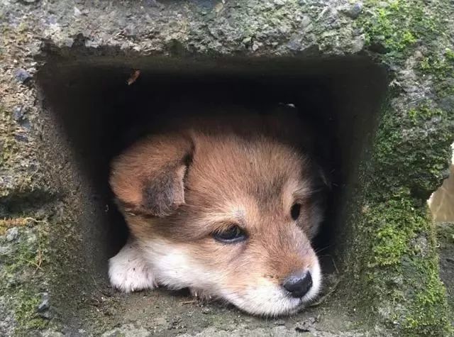 姐姐给我了一个麻袋 竟然是一只发抖中华田园幼犬 颜值也太高了